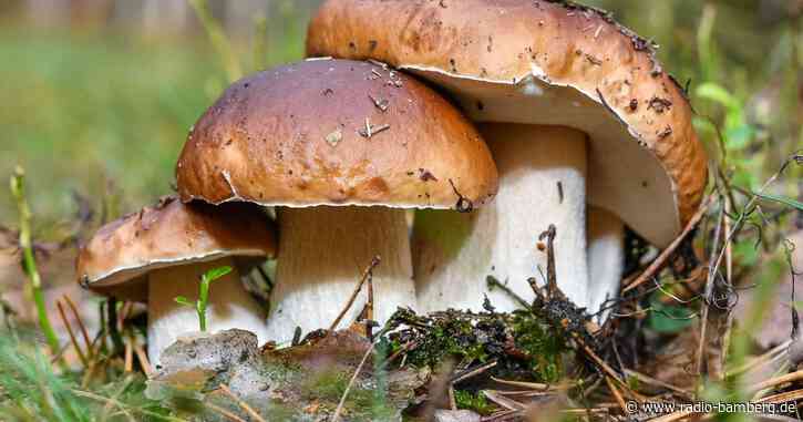 Waldpilze immer noch radioaktiv belastet: Kostenloser Test