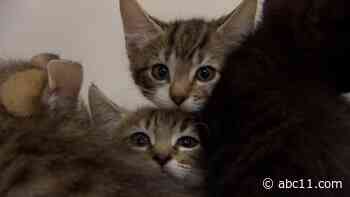 2 arrested in animal cruelty case; 22 cats removed from Wake County home, only 5 survived