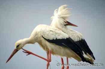 Löhne: Störche auf der Blutwiese trotzen Wind und Wetter