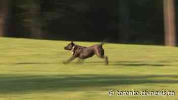 Toronto reminding dog owners to keep pets leashed amid 'surge' of incidents