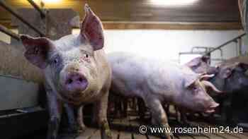 Aldi und Lidl bauen bei Tierwohl-Angebot spürbar aus