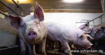 Aldi und Lidl bauen bei Tierwohl-Angebot spürbar aus