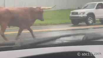 900-pound longhorn bull spooked by storm running loose in Charlotte; sightings reported