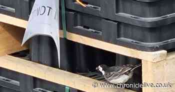 Work to remove bridge beam on A1 postponed for seven days due to nesting birds