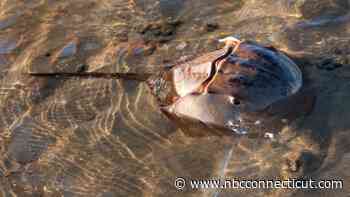 Harvesting of horseshoe crabs banned in Connecticut