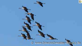 Der Vogelzug