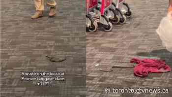 Video shows snake 'on the loose' at Toronto Pearson