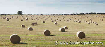 A No. 2 pencil is a beef producer's best feed buying tool