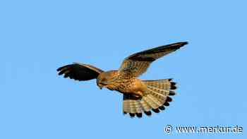 Unbekannte schießen in Oberbayern auf Turmfalken  – Vogel muss eingeschläfert werden