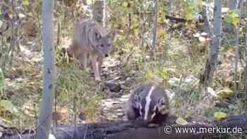 Besondere Freundschaft zwischen Dachs und Kojote – sie helfen sich gegenseitig