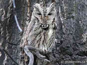 ‘Hoot’ you going to call? Why owls over poison for dealing with rats and mice being explored