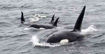 Early Base Whales Have an Affinity for Meme Tokens, Nansen Says