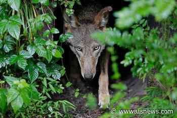 US Commits to Releasing More Endangered Red Wolves Into the Wild, Settling Lawsuit