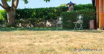 Chilliwack, Port Coquitlam launch dried-up lawn competitions amid drought