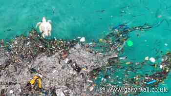 Our shame at sea: Discarded fishing gear and litter responsible for up to two-thirds of turtle deaths, small study suggests