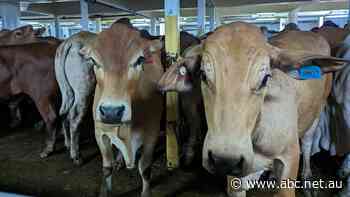 Malaysia suspends live cattle and buffalo imports from Australia