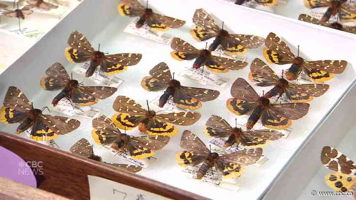 The butterfly's nocturnal cousin: Learning more about moths at the Manitoba Museum