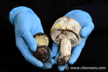 3 guests dead after family lunch serves up wild mushrooms — and a mystery