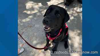 New support dog joins Virginia Beach Office of the Commonwealth's Attorney