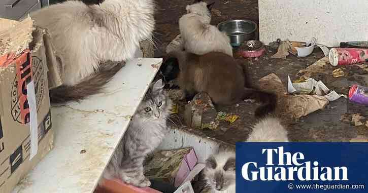 Almost 70 cats rescued from Melbourne home in some of the ‘worst’ conditions RSCPA has seen