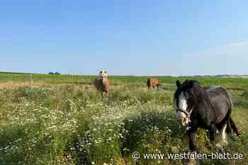Ausgerissen: Drei frei laufende Pferde an der B 252 bei Warburg unterwegs
