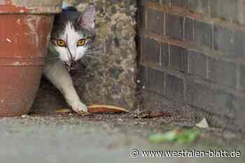 Diskussion in Delbrück: Sollten Freigänger-Katzen gefüttert werden?
