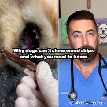 WATCH:  Vet shows how he dislodges wood chip stuck in golden retriever's mouth