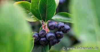 Aroniabeere in Franken: Bauern ernten echtes Superfood - Wofür ist die Beere gut?