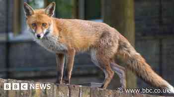 Urban foxes bolder but not smarter than rural ones, study suggests