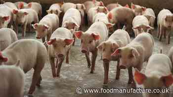 Sustainable pig feed trials deliver 40% carbon reduction