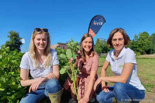 Gaan Vlaamse boeren massaal soja kweken na “veelbelovende” proef op Vlaamse akker? “Het wordt alsmaar belangrijker in onze voeding”