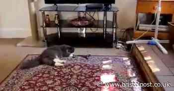 Cat brings live snake into elderly woman's home sparking call to the police