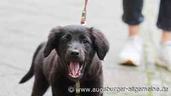 Hundehalter geht an der Wertach auf Spaziergängerin los