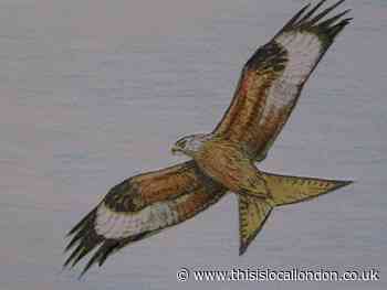 Nature Notes: Buzzards are great, but I prefer swifts