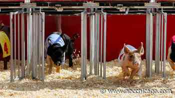 Illinois State Fair kicks off Thursday with theme days, discounts and more