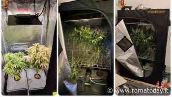 Metadone in tasca, in casa una serra di marijuana indoor