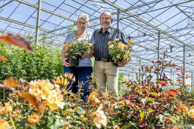 Rozenkwekers André (70) en Magda (67) dragen roos op aan overleden dochter Ellen (22): “En aan iedereen die te vroeg een kind verloor”