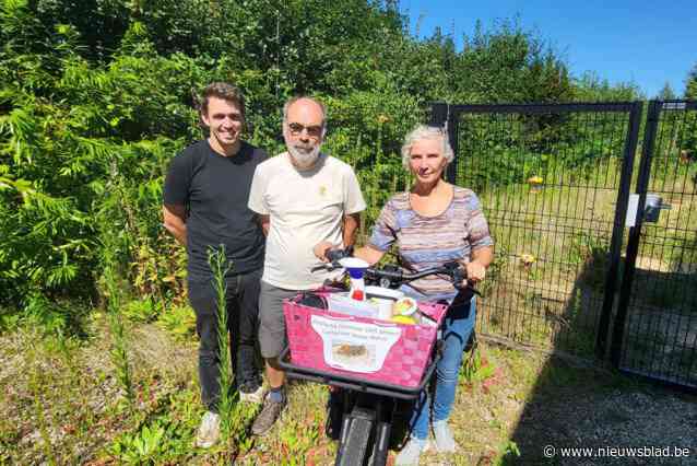 ‘Op jacht’ naar Aziatische hoornaar in zuidrand: “Al negen nesten in twee weken, er is dringend meer actie nodig”