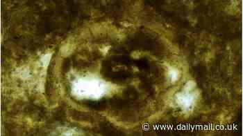 What could possibly go wrong? Scientists cut open 200 MILLION-year-old parasite eggs found in fossilized FECES of ancient predator