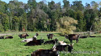 Evakuierung zwischen Auerochsen: Was die Bahn in Stephanskirchen plant