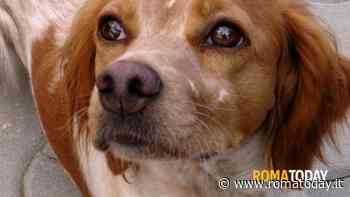 Benessere degli animali e contrasto all’abbandono: il Comune di Roma punta su tre diverse campagne