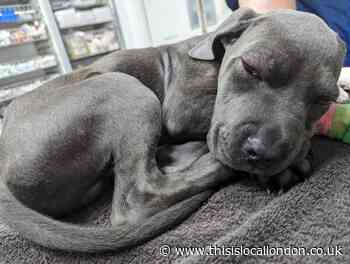 RSPCA treat 12-week-old puppy beaten until it went blind