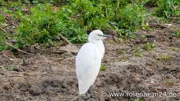LBV: Kuhreiher brüten erstmals nachweislich in Deutschland