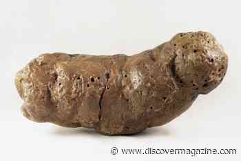 Parasites Plagued the Age of Reptiles, According to Fossilized Poop