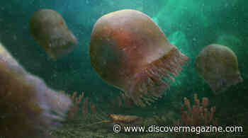 This Predatory Jellyfish Lived Before Plants Had Even Evolved