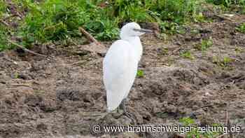 LBV: Kuhreiher brüten erstmals nachweislich in Deutschland