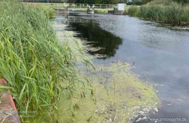 LWSPA M-V: Gewässerverunreinigung und tote Fische auf der Zarow - Wasserschutzpolizei ermittelt