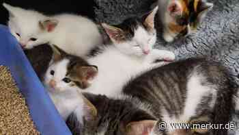 „Danke, dass ihr mit uns wie Müll umgeht“: Tierheim entsetzt über Umgang mit Babykatzen