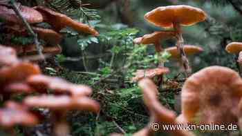 Bayern: Pilze auch 37 Jahre nach Tschernobyl noch radioaktiv belastet