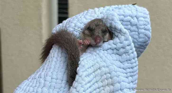 Eberstadt: Kranker Nager bekommt Hilfe durch eine Polizeistreife